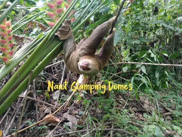 Apartamento Glamping Naioth Guápiles Exterior foto
