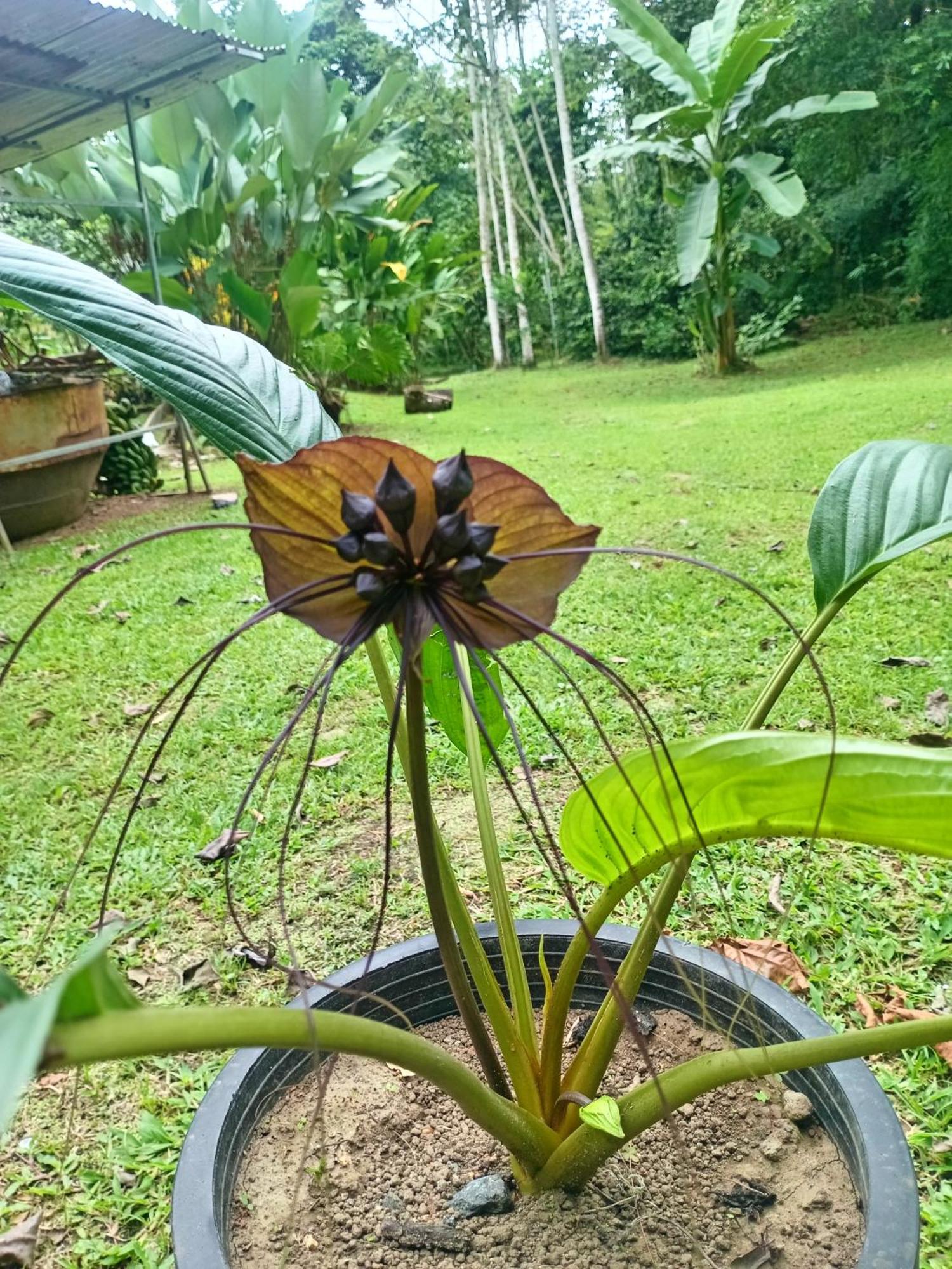 Apartamento Glamping Naioth Guápiles Habitación foto